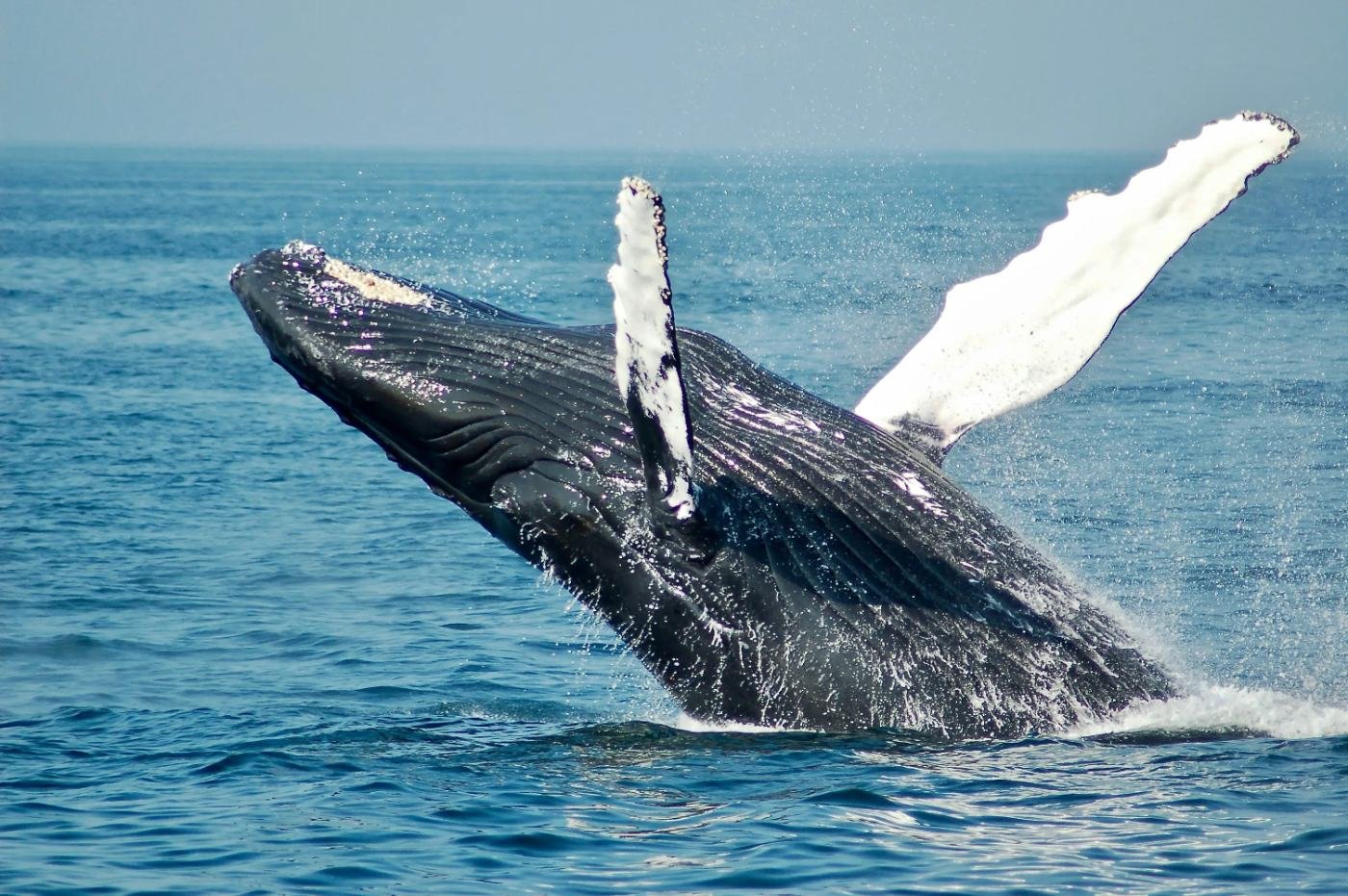 Safari marítimo e observação da fauna